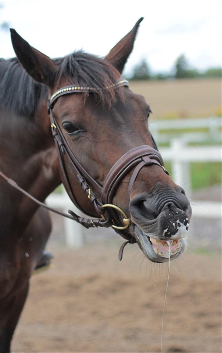 Dansk Varmblod Heartbreakers Touchy billede 10