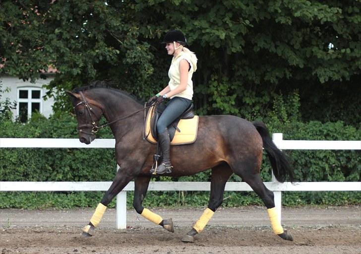 Dansk Varmblod Heartbreakers Touchy billede 11