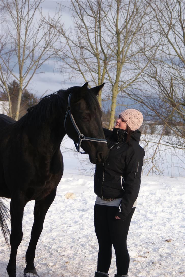 Dansk Varmblod Jasmin billede 1