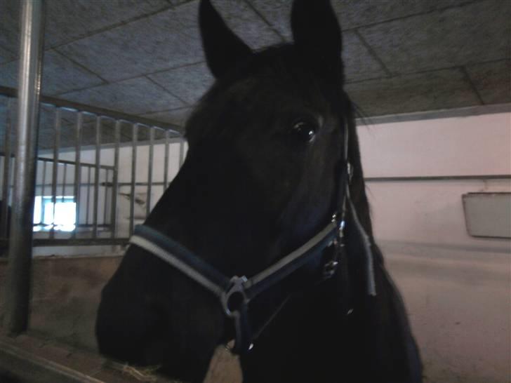 Dansk Varmblod Jasmin billede 2