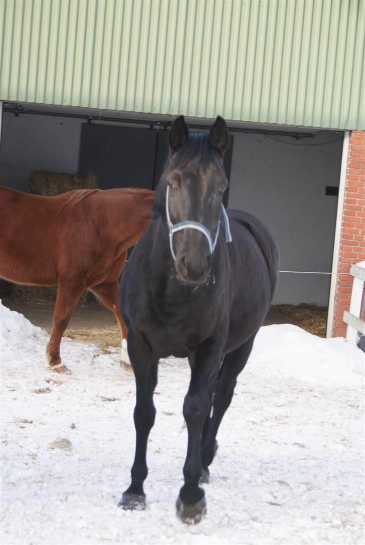 Dansk Varmblod Jasmin billede 3