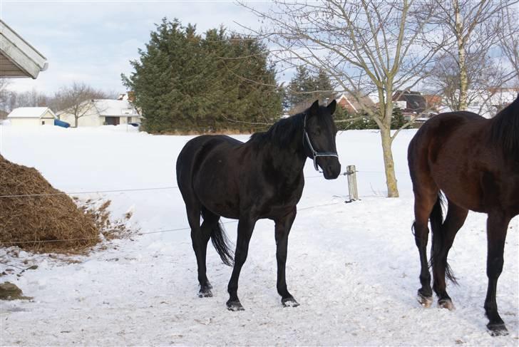 Dansk Varmblod Jasmin billede 4