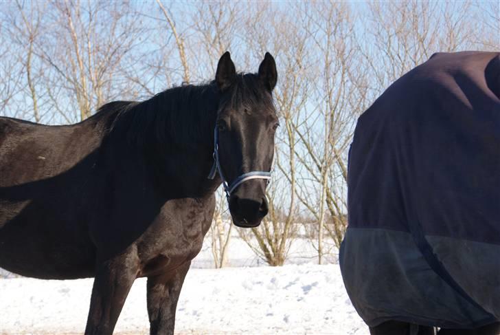 Dansk Varmblod Jasmin billede 6