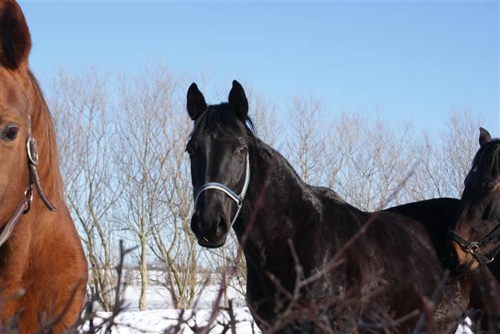 Dansk Varmblod Jasmin billede 7