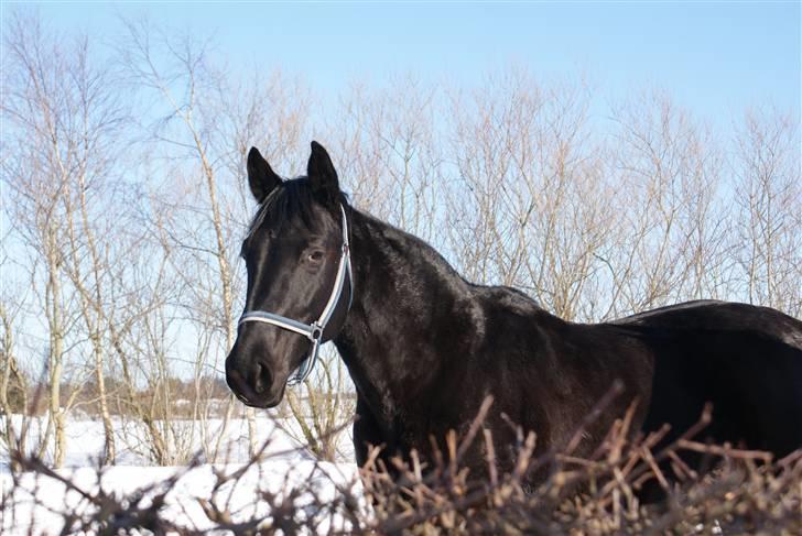 Dansk Varmblod Jasmin billede 8