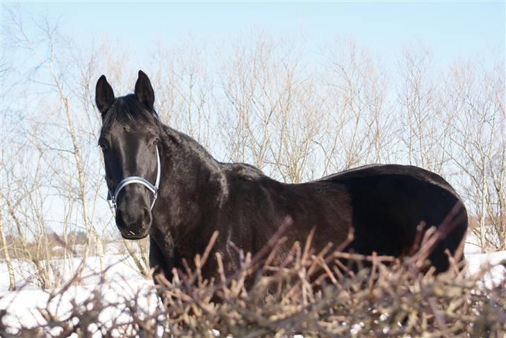 Dansk Varmblod Jasmin billede 9