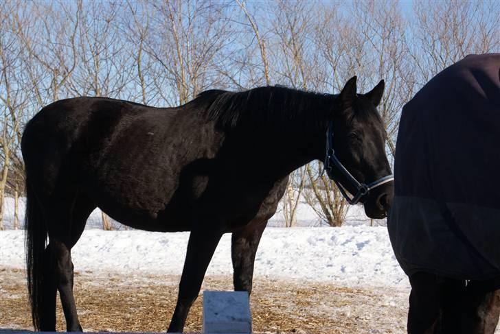 Dansk Varmblod Jasmin billede 10