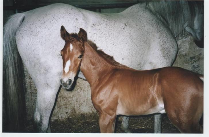Anglo Araber (AA) Butterhill's Dusty Tawny billede 13