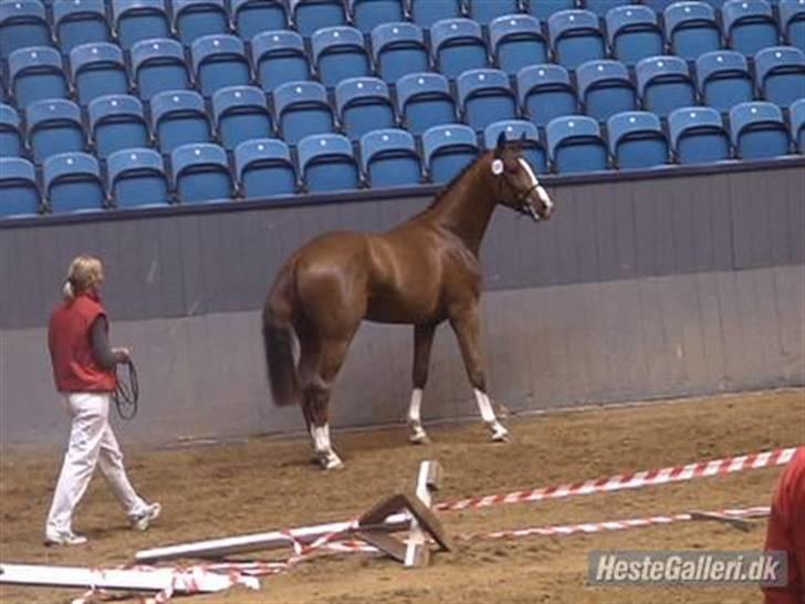 Dansk Varmblod Hauge - Vilhelmsborg november 2007 - forbesigtigelse til hingstekåring billede 10