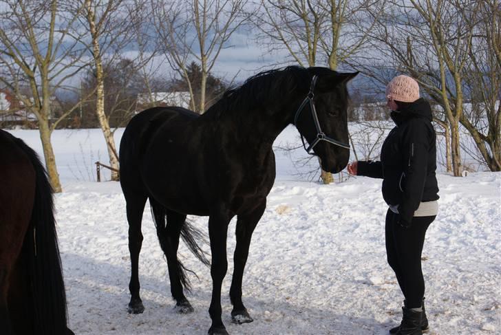 Dansk Varmblod Jasmin billede 11