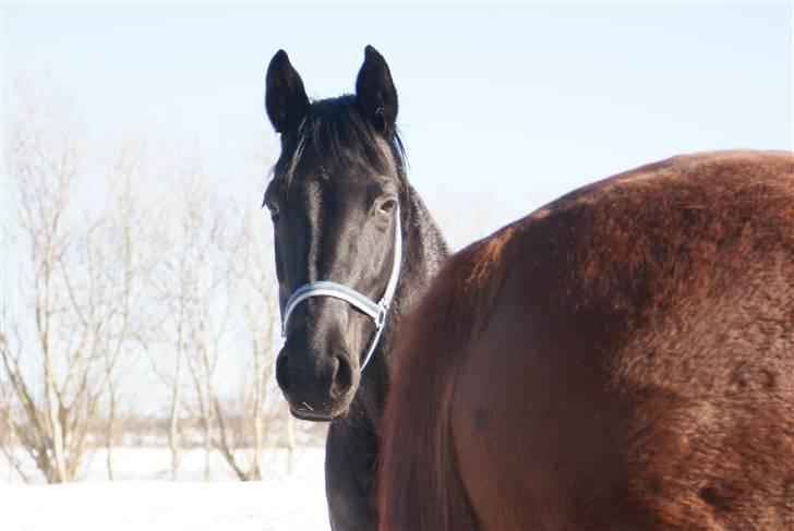 Dansk Varmblod Jasmin billede 12