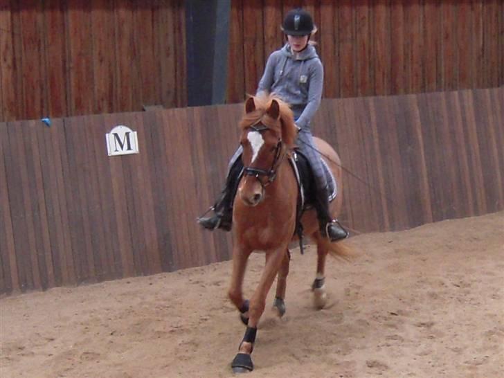 Anden særlig race Alfi - Undervisning på Alfi :D billede 5