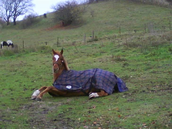 Anden særlig race Alfi - Alfi der hygger på folden! Haha :D<3 billede 6