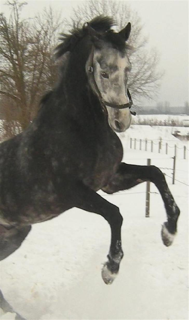 Holstener Von Harknags Wotan billede 18