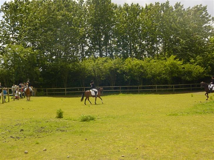 Anden særlig race Kastanjegårdens Little one - Til opvisning i dyrepark, som  gik i vasken fordi han var noget hoppende men pupllikum var imponeret over at jeg kunne få ham til at hoppe, hvilket ikke var meningen.  billede 13