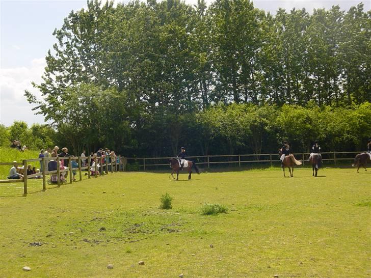 Anden særlig race Kastanjegårdens Little one - Til opvisning i dyrepark, som  gik i vasken fordi han var noget hoppende men pupllikum var imponeret over at jeg kunne få ham til at hoppe:D Hvilket ikke var meningen! billede 14