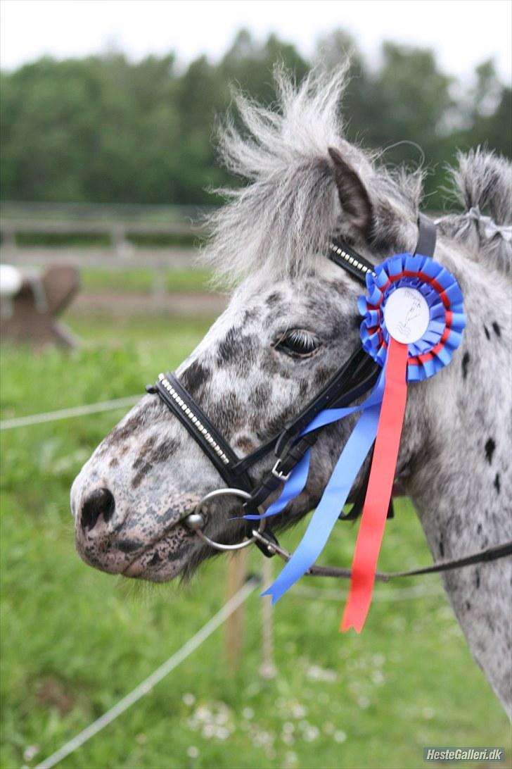 Knabstrupper Asterix<3 - Fordi du er en vinder<3 Foto: Rikke billede 5