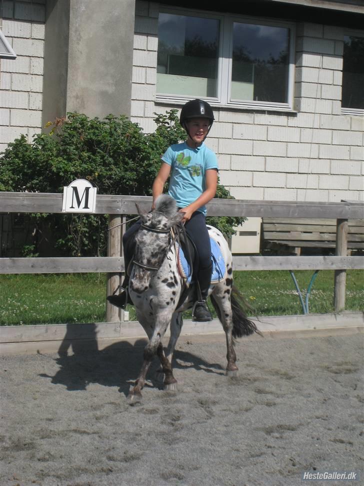 Knabstrupper Asterix<3 - Fordi vi kan alt sammen<3 Foto: Ida billede 9