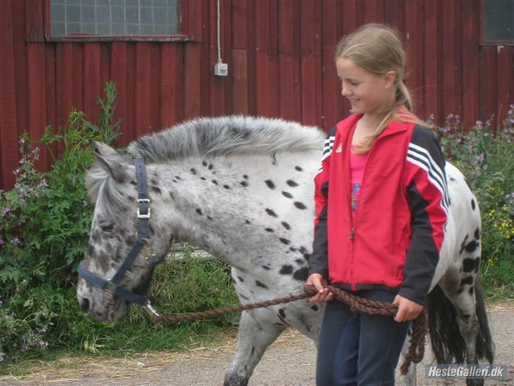 Knabstrupper Asterix<3 - Fordi jeg elsker dig<3 Foto: Ida billede 10