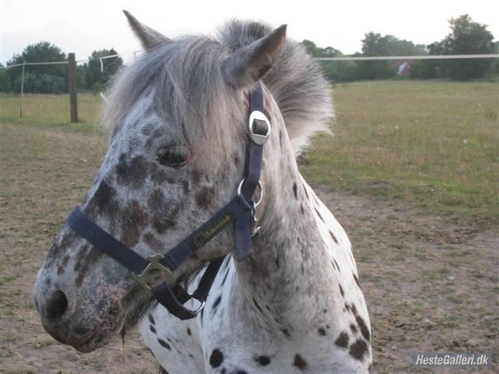 Knabstrupper Asterix<3 - Fordi du er smuk<3 Foto: Mig billede 11