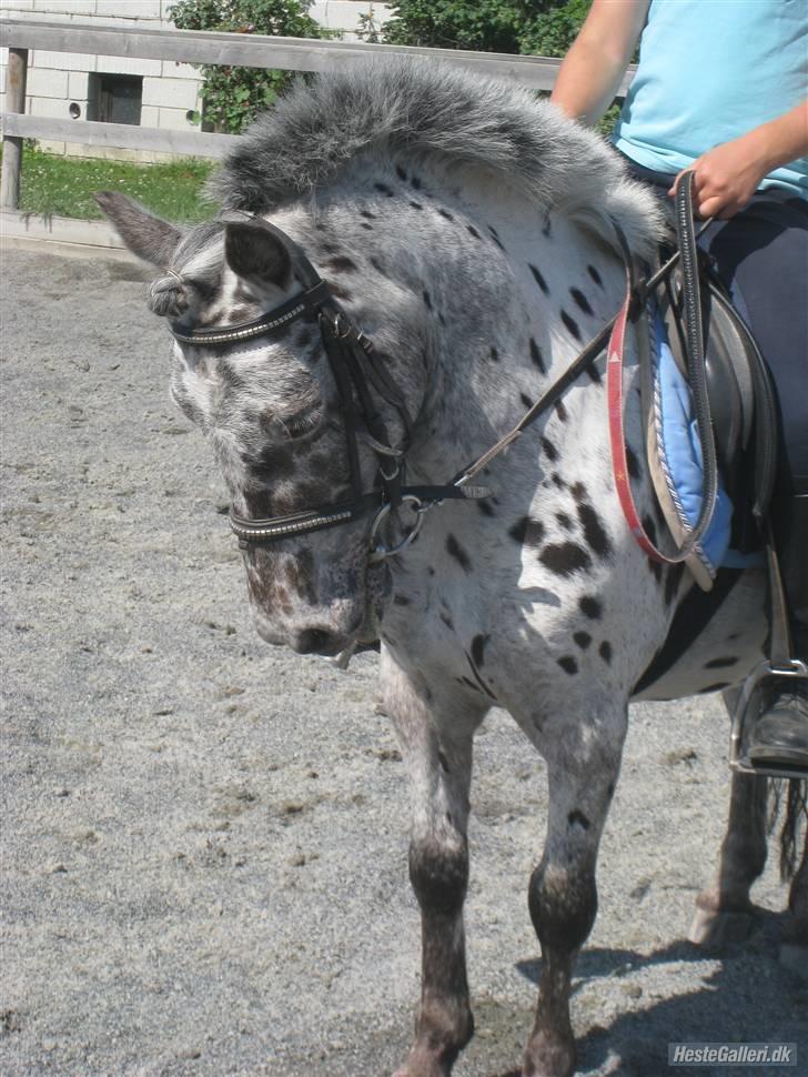 Knabstrupper Asterix<3 - Fordi jeg aldrig vil glemme det vi har været igenem sammen<3 Foto: Ida billede 13