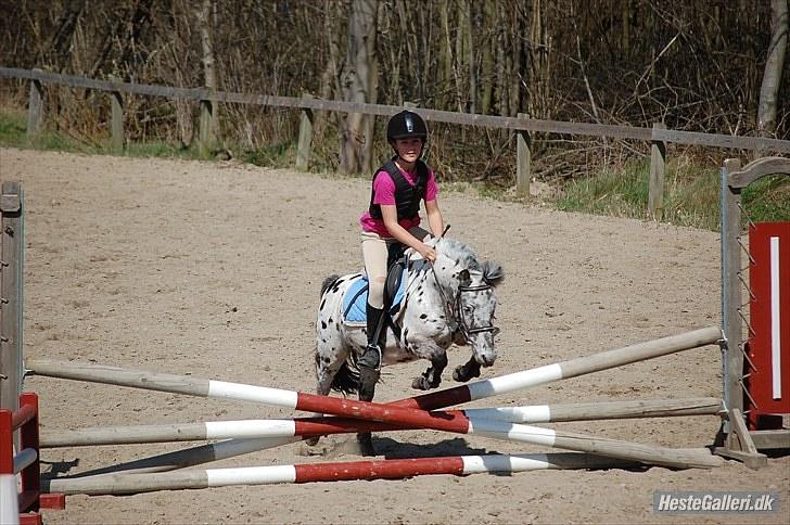 Knabstrupper Asterix<3 - Fodi du kan<3 Foto: Sofie/Michala billede 16