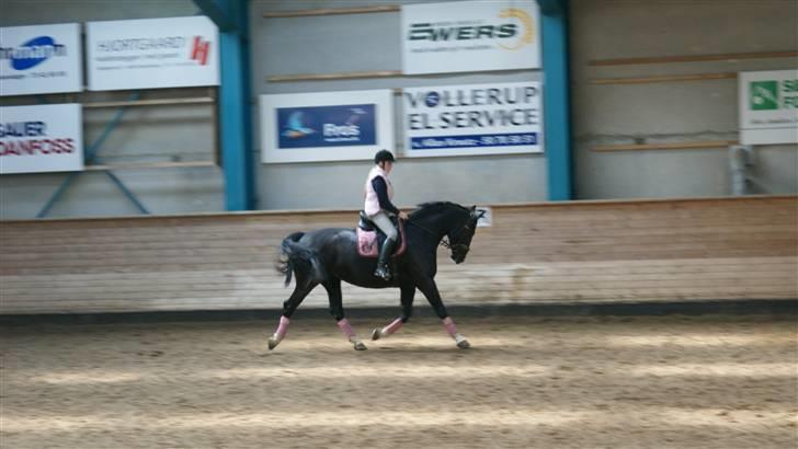 Oldenborg   Miranda Himmelhest  :'( <3 - Miranda & Mig<3 Dressur Træning d. 14 April 2010 billede 8