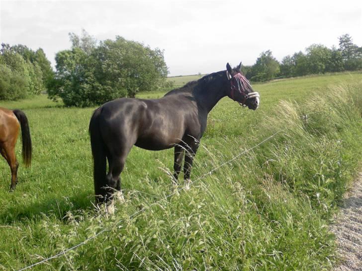 Oldenborg   Miranda Himmelhest  :'( <3 - Igen:) billede 9