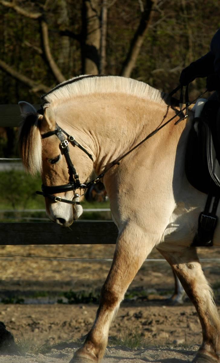 Fjordhest Pyrus R.I.P. :'( - Dressur træning 2009 billede 18