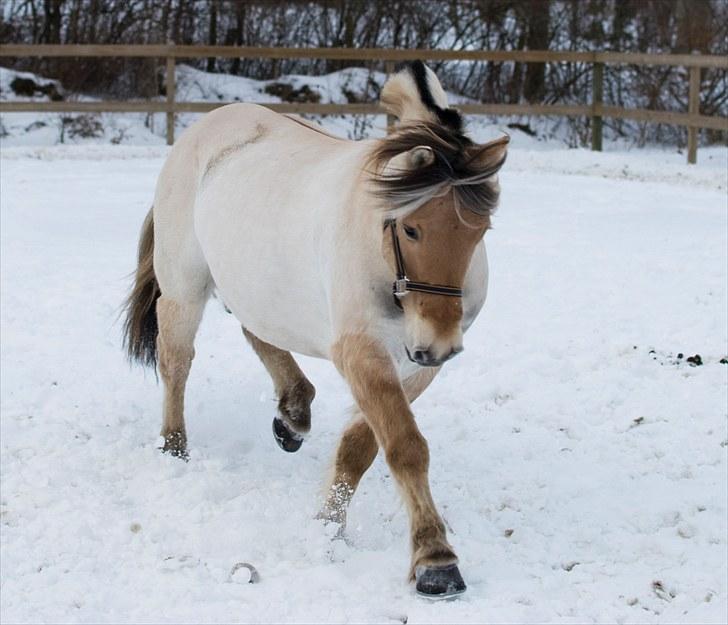 Fjordhest Pyrus R.I.P. :'( - Så gik der lige hingst i bassen, haha han skal rigtig vise sig :) billede 19