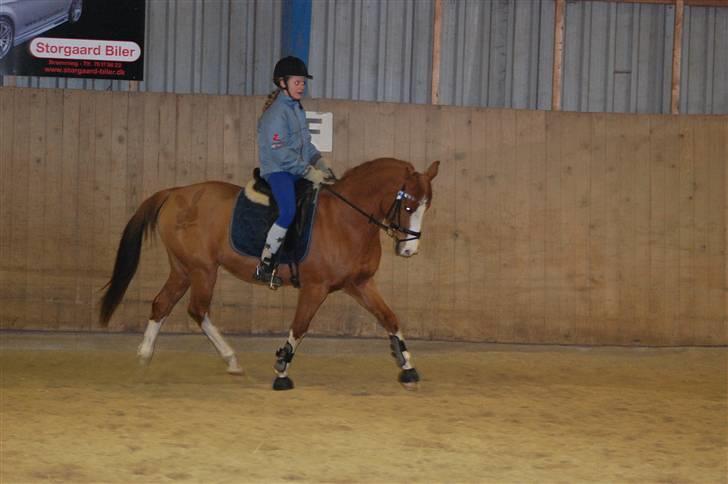 DSP Uldallens Flicha billede 2