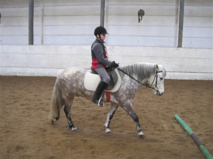 Anden særlig race Yankee - Ej jeg ser så mærkelig ud XD billede 8