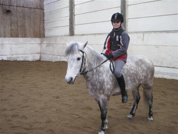 Anden særlig race Yankee - Inde i ridehuset :) billede 10