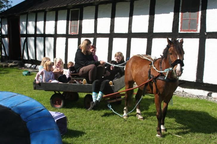Anden særlig race Stensbæk's RICO billede 12