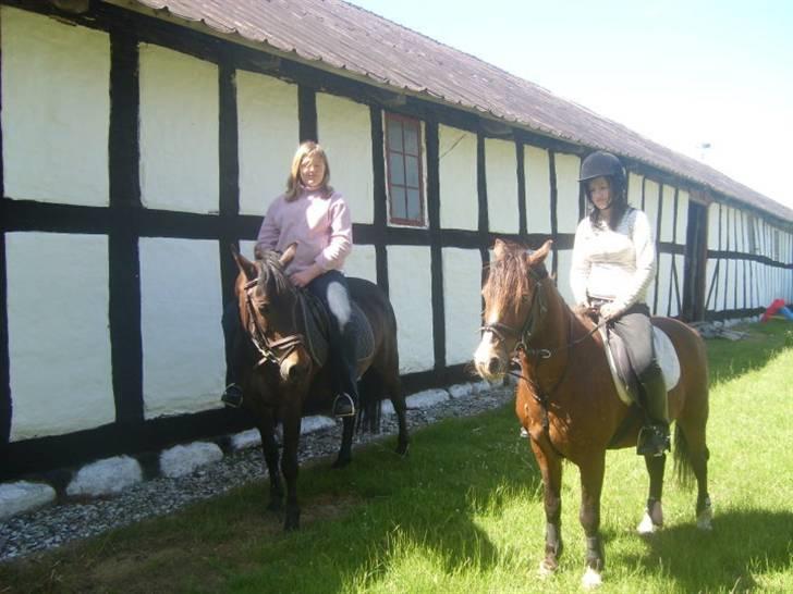 Anden særlig race Stensbæk's TØSEN billede 7