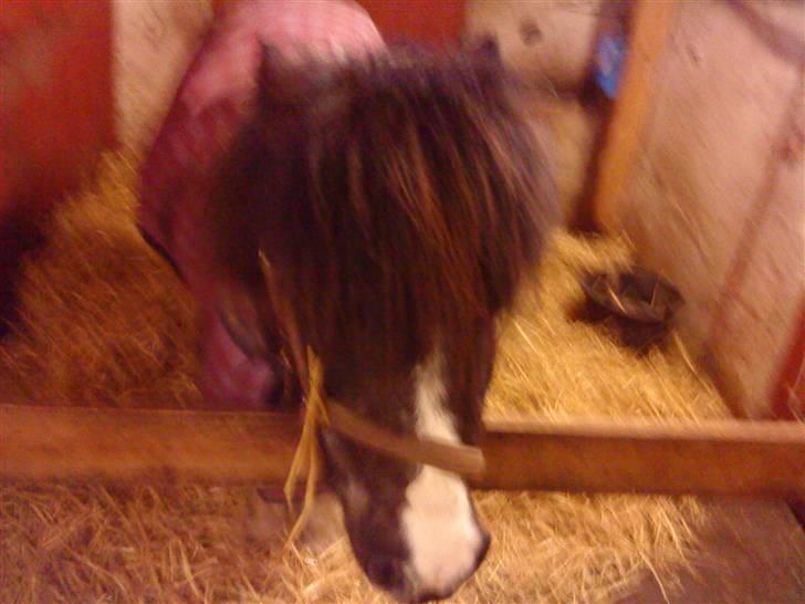 Shetlænder lille perle  billede 2