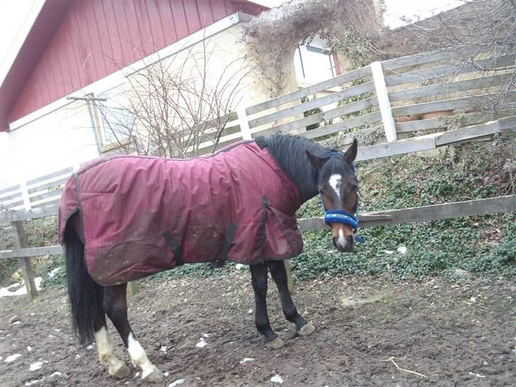 Anden særlig race Fleur<3 [Tidl. part ;( ] - På fold ((L´ billede 2