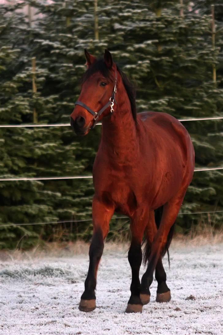 Pura Raza Española Baltic Blizzard - Ude i sneen - Fotograf - Gamle ejer billede 6