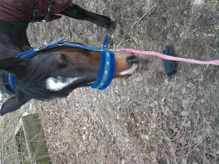 Anden særlig race Fleur<3 [Tidl. part ;( ] billede 5