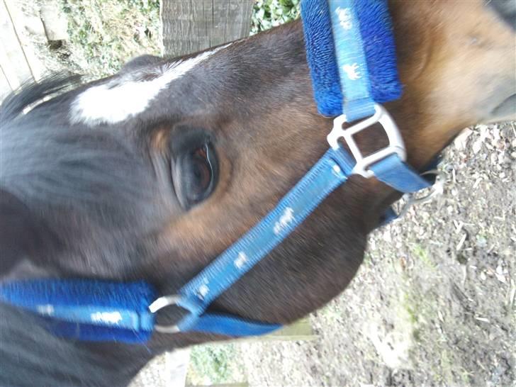 Anden særlig race Fleur<3 [Tidl. part ;( ] billede 6