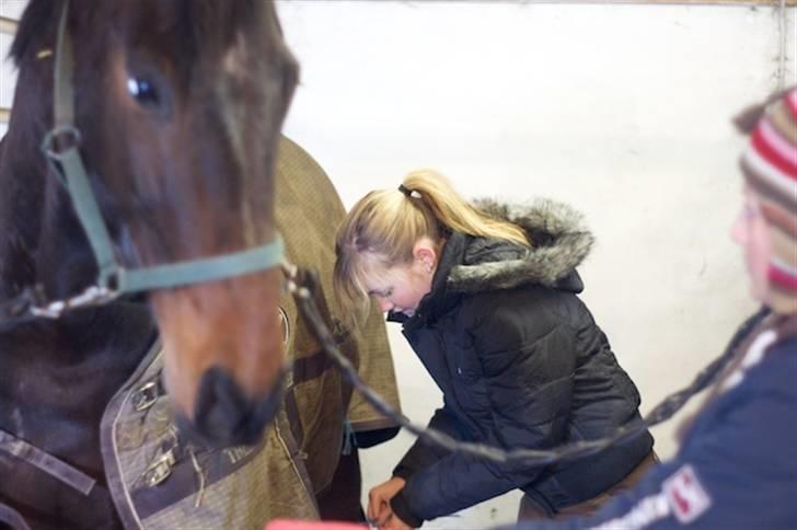 Dansk Varmblod Santiana - SOLGT! - Santiana & jeg billede 3