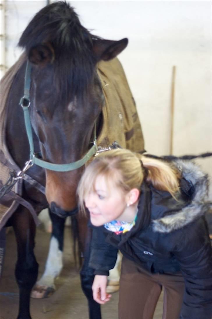 Dansk Varmblod Santiana - SOLGT! - Santiana er nysgerrig billede 4