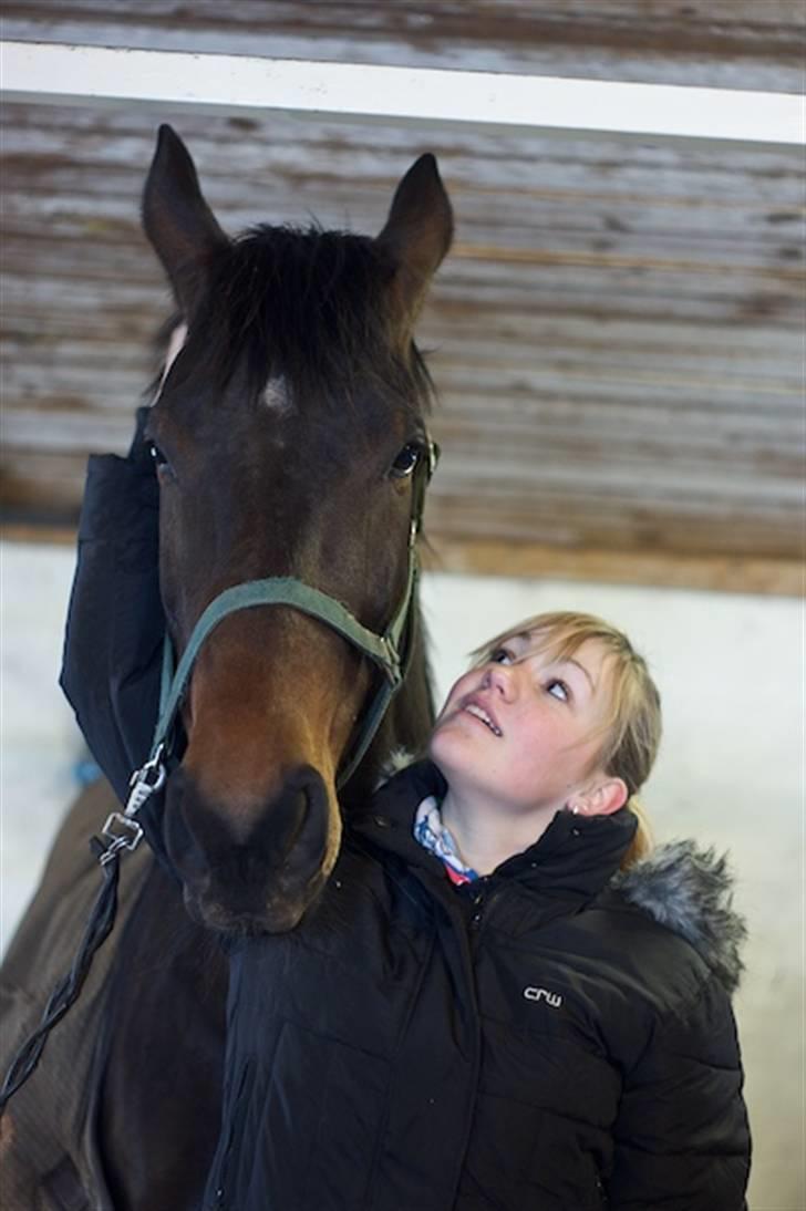 Dansk Varmblod Santiana - SOLGT! - Store hest xD billede 5