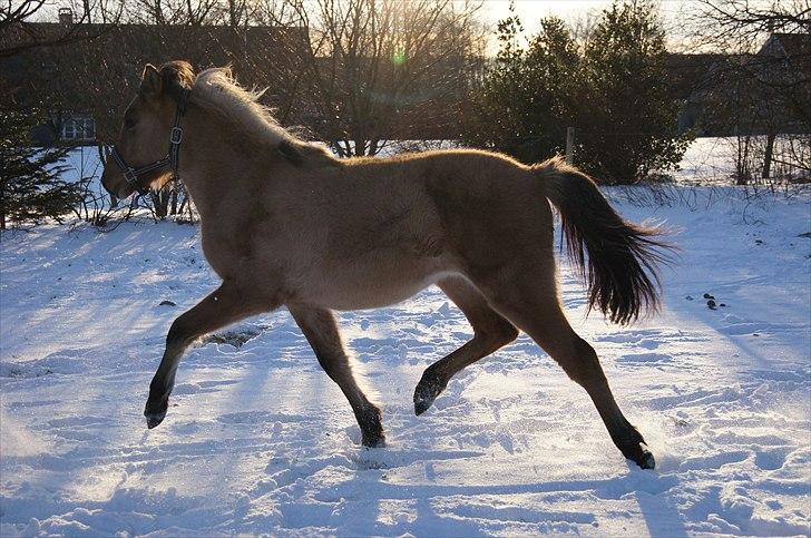 Anden særlig race Prinsesse Luna SOLGT - Trave det kan hun da <3 :´D Fotograf: Frederieke billede 12