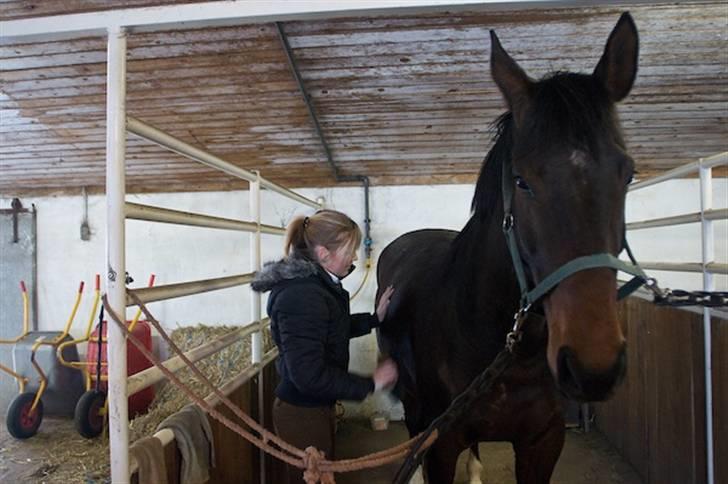 Dansk Varmblod Santiana - SOLGT! - Santiana billede 6