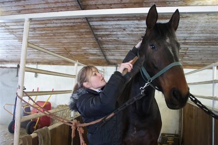 Dansk Varmblod Santiana - SOLGT! - Store hest :) billede 7