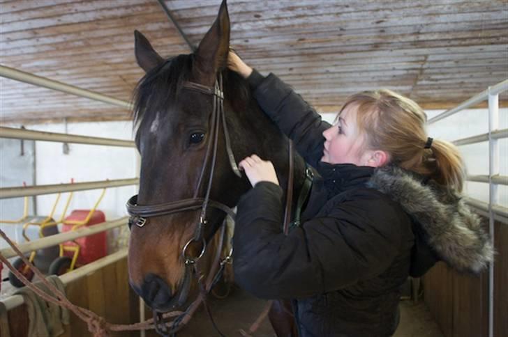 Dansk Varmblod Santiana - SOLGT! - Santiana billede 9