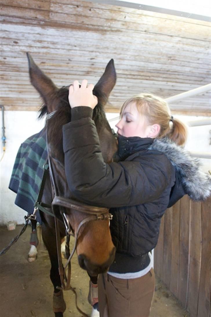 Dansk Varmblod Santiana - SOLGT! - Santiana billede 10