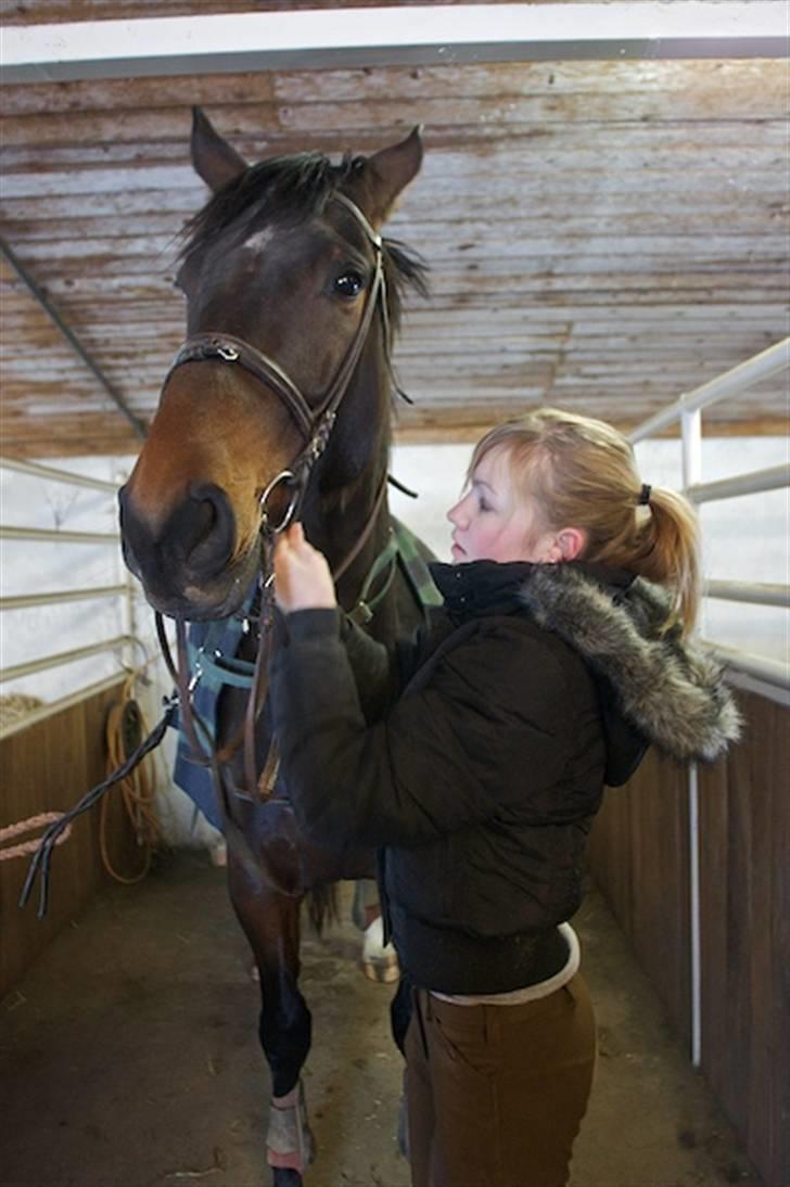 Dansk Varmblod Santiana - SOLGT! - Santiana billede 11