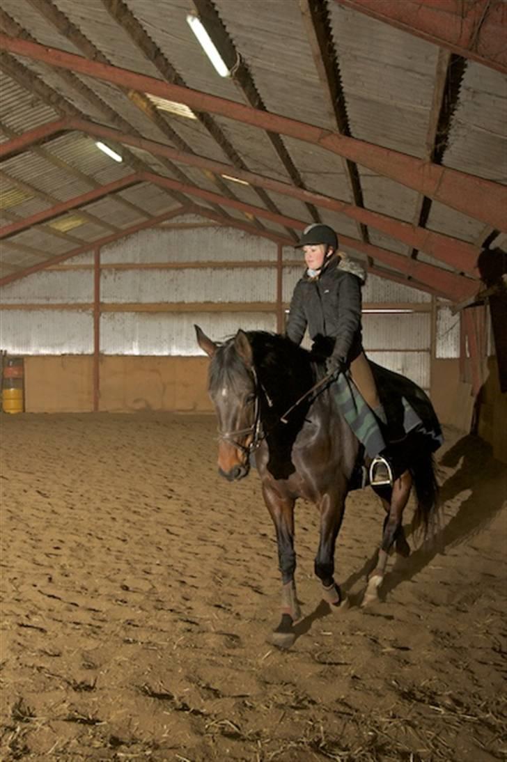 Dansk Varmblod Santiana - SOLGT! - Ridning (: billede 13